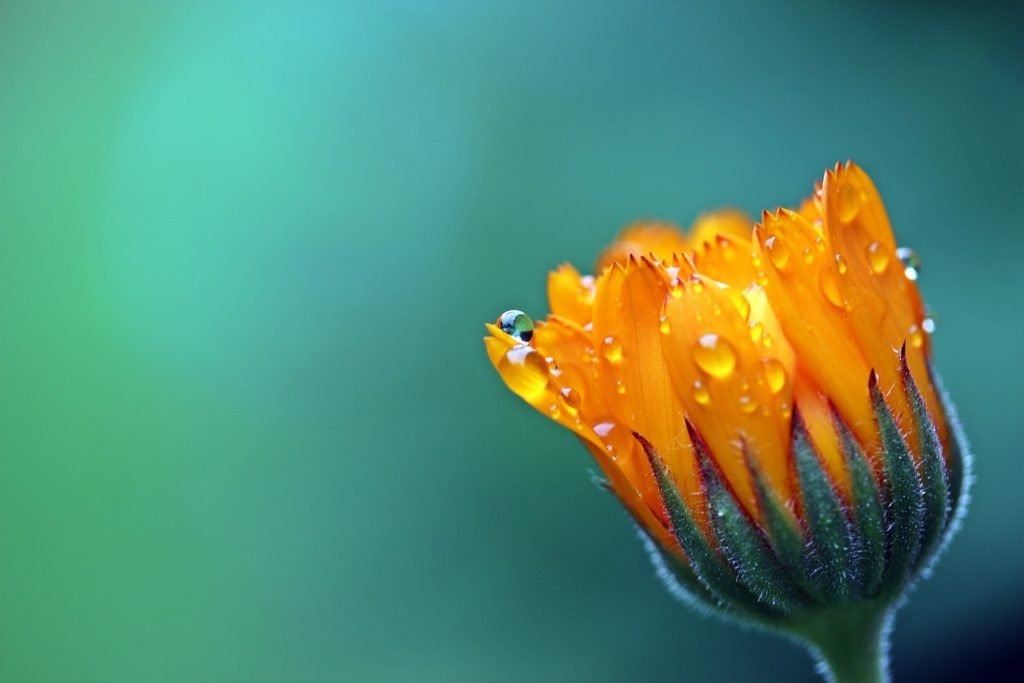 blossom-dew-plant-photography-leaf-flower-555130-pxhere.com